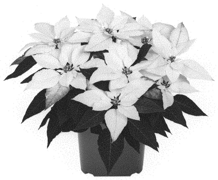 Figure 1 of US plant patent PP32884, the photograph of Dopoinjadwhipe printed in the patent.