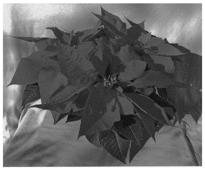 Figure 1 of US plant patent PP32885, the photograph of Dopoinpres printed in the patent.
