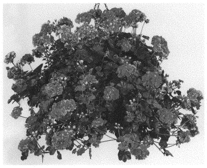 Figure 1 of US plant patent PP32886, the photograph of Pacvint printed in the patent.