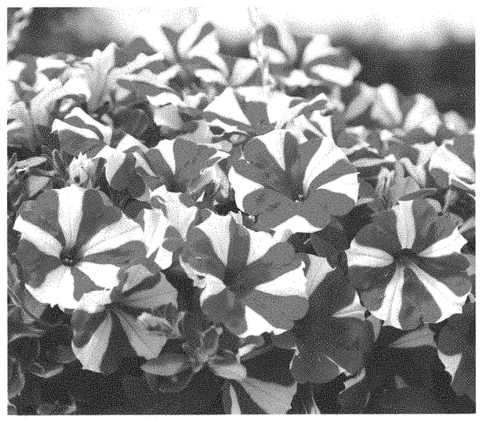 Figure 1 of US plant patent PP32887, the photograph of Dopetsurcest printed in the patent.