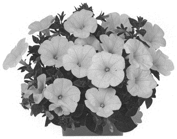 Figure 1 of US plant patent PP32888, the photograph of Dopetsweewhi printed in the patent.