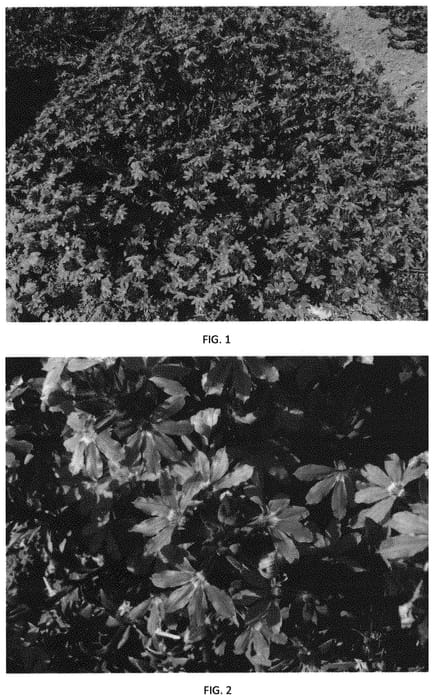 Figure 1 of US plant patent PP32889, the photograph of SVAZ0006 printed in the patent.