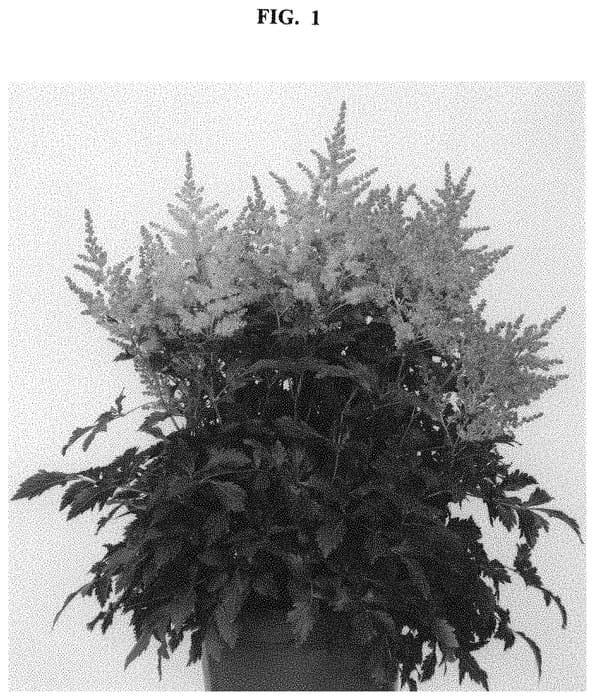 Figure 1 of US plant patent PP32890, the photograph of Wondeful Day printed in the patent.