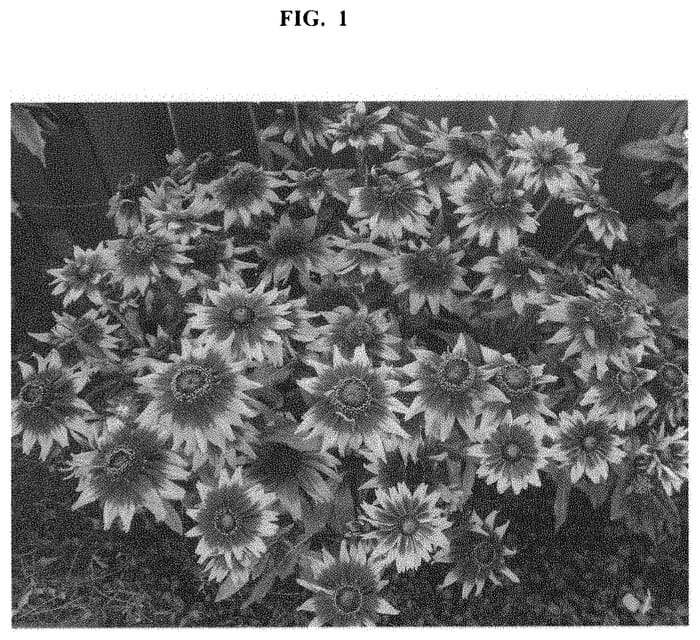 Figure 1 of US plant patent PP32891, the photograph of ET RDB 18-30 printed in the patent.