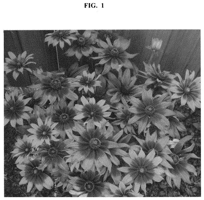 Figure 1 of US plant patent PP32892, the photograph of ET RDB 17-42 printed in the patent.