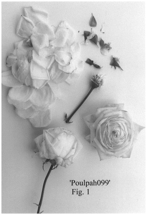 Figure 1 of US plant patent PP32893, the photograph of Poulpah099 printed in the patent.