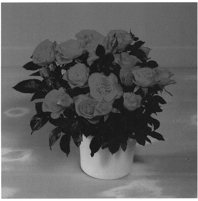 Figure 1 of US plant patent PP32894, the photograph of KORpot091 printed in the patent.