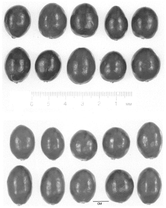 Figure 1 of US plant patent PP32896, the photograph of CNJ99-9-25 printed in the patent.