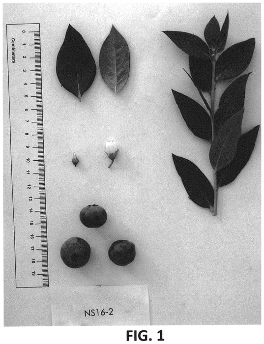 Figure 1 of US plant patent PP32897, the photograph of NS 16-2 printed in the patent.