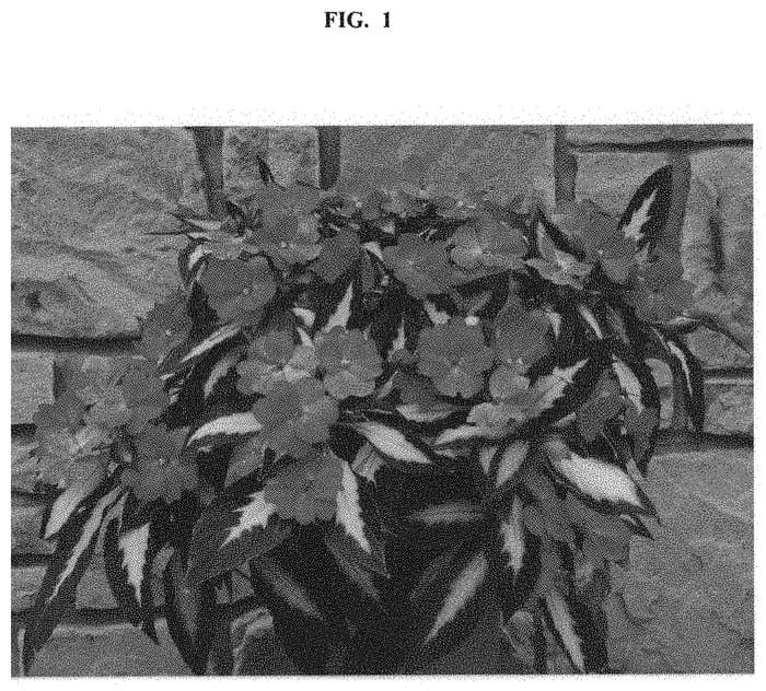Figure 1 of US plant patent PP32898, the photograph of Dongisustjazco printed in the patent.