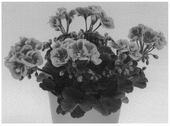 Figure 1 of US plant patent PP32899, the photograph of Swepin printed in the patent.