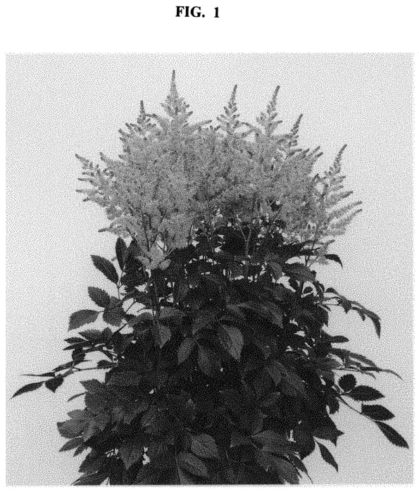 Figure 1 of US plant patent PP32900, the photograph of Perfect Day printed in the patent.