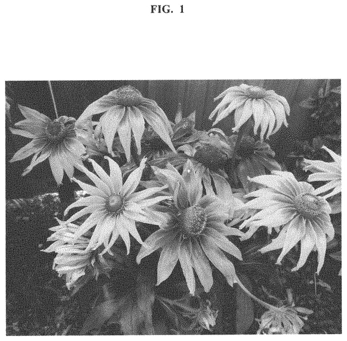 Figure 1 of US plant patent PP32901, the photograph of ET RDB 17-16 printed in the patent.
