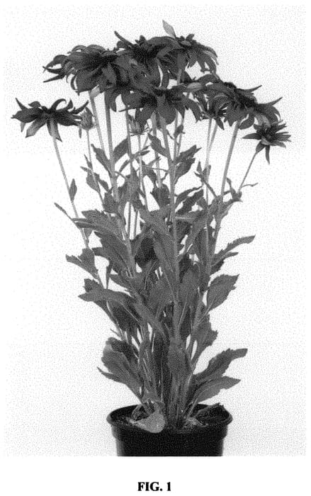 Figure 1 of US plant patent PP32902, the photograph of RUDLO175 printed in the patent.