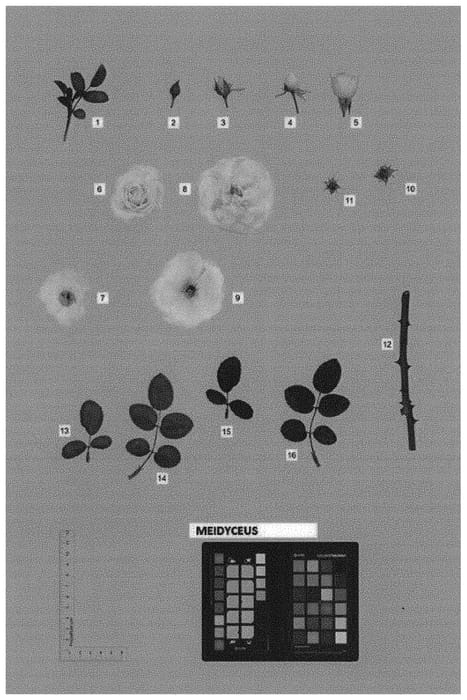 Figure 1 of US plant patent PP32903, the photograph of MEIDYCEUS printed in the patent.
