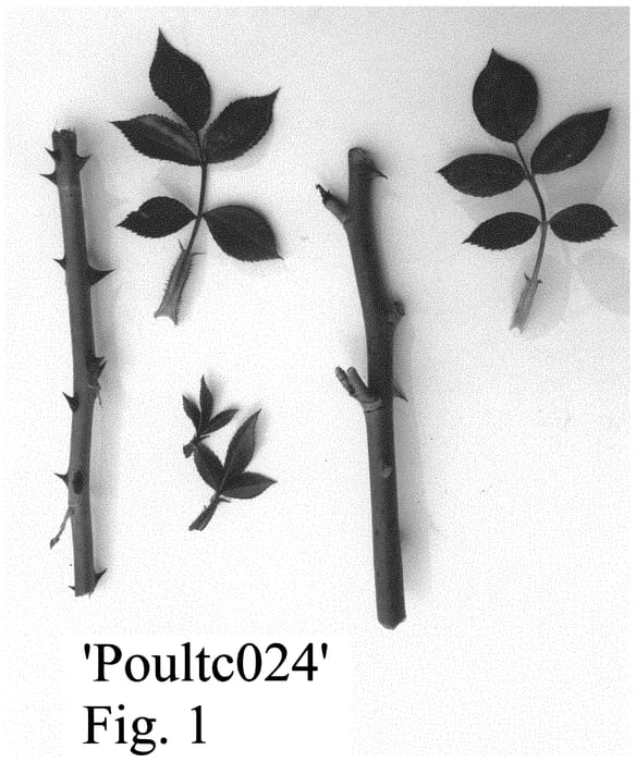 Figure 1 of US plant patent PP32904, the photograph of Poultc024 printed in the patent.
