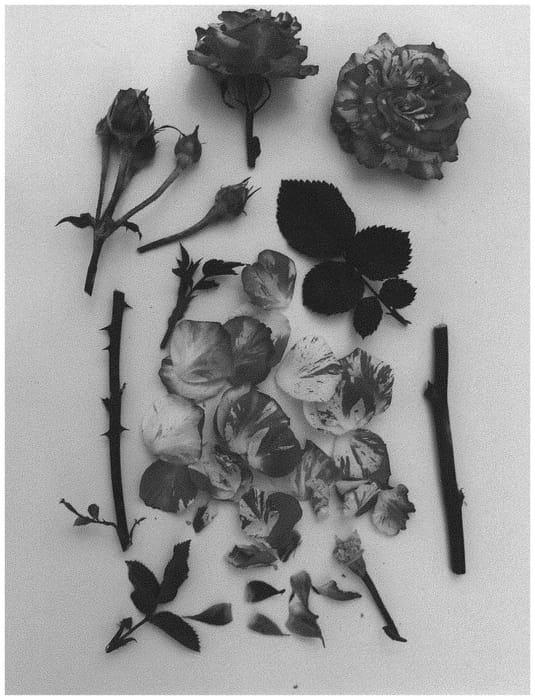 Figure 1 of US plant patent PP32905, the photograph of Poulpah105 printed in the patent.