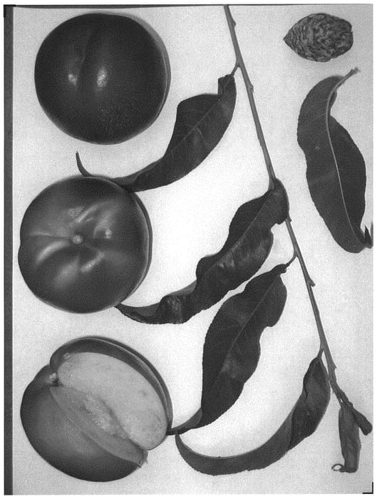 Figure 1 of US plant patent PP32906, the photograph of Wanectthree printed in the patent.