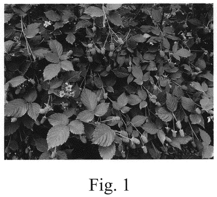 Figure 1 of US plant patent PP32907, the photograph of EXPB3181 printed in the patent.