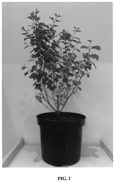Figure 1 of US plant patent PP32908, the photograph of ANNY2013-18 printed in the patent.