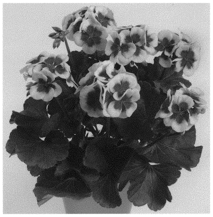 Figure 1 of US plant patent PP32909, the photograph of Pactiowhispl printed in the patent.