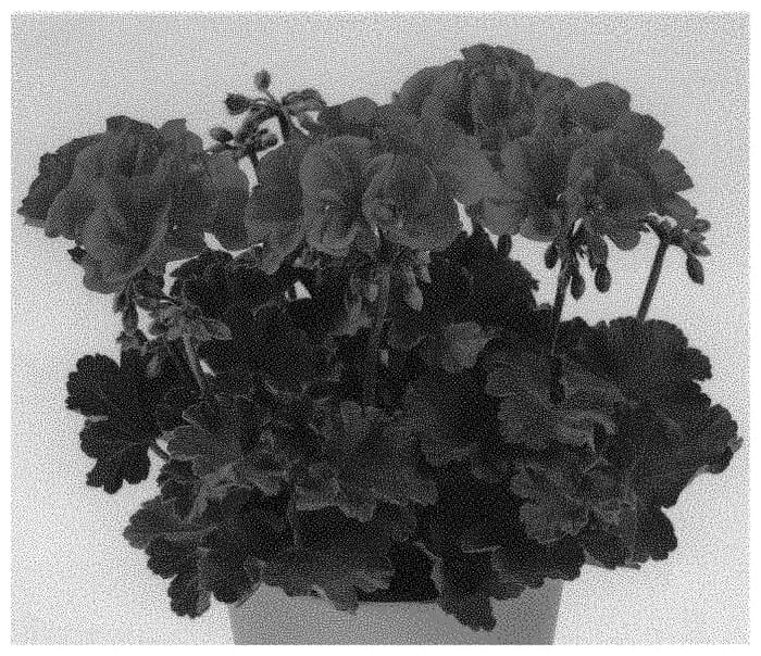 Figure 1 of US plant patent PP32910, the photograph of Pactiocomcor printed in the patent.