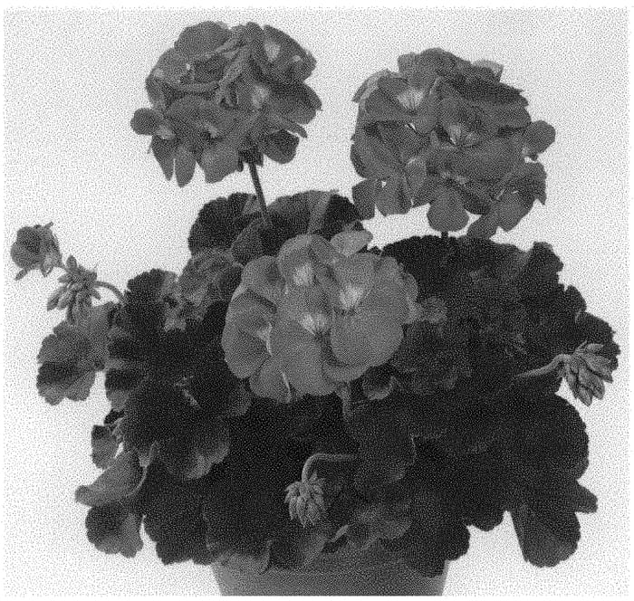 Figure 1 of US plant patent PP32911, the photograph of Pelargonium plant named Pactiopimp printed in the patent.