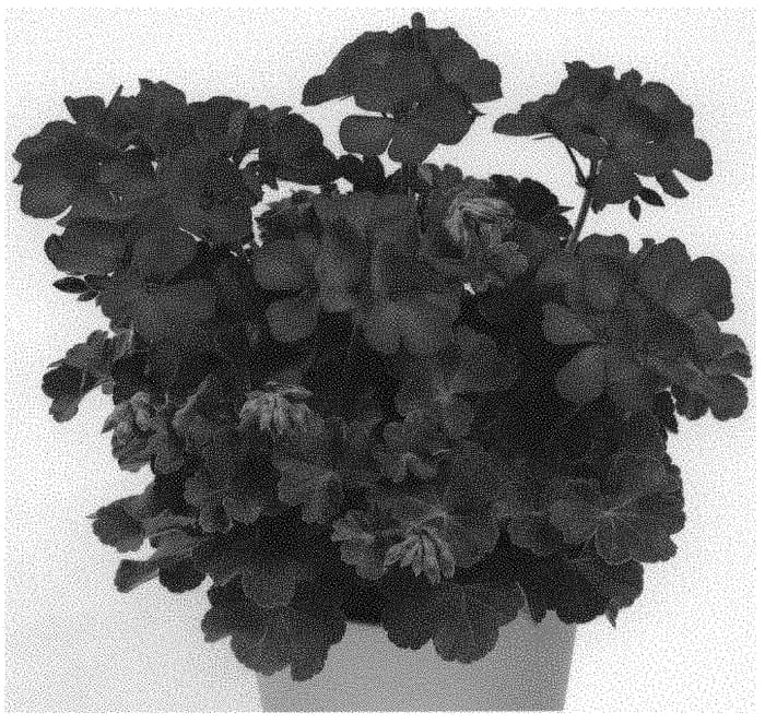 Figure 1 of US plant patent PP32912, the photograph of Pactiodare printed in the patent.