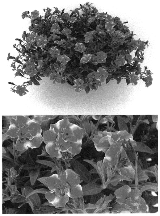 Figure 1 of US plant patent PP32913, the photograph of BBTUN22503 printed in the patent.