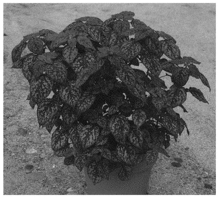 Figure 1 of US plant patent PP32914, the photograph of G14158 printed in the patent.