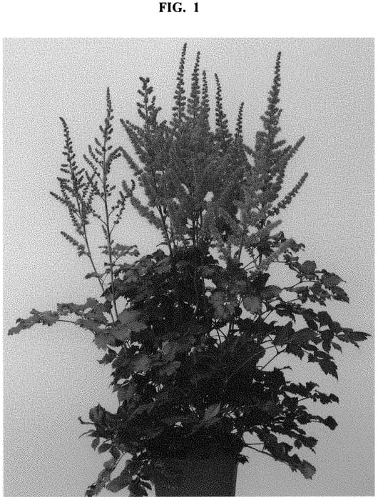 Figure 1 of US plant patent PP32915, the photograph of Youandme Forever printed in the patent.