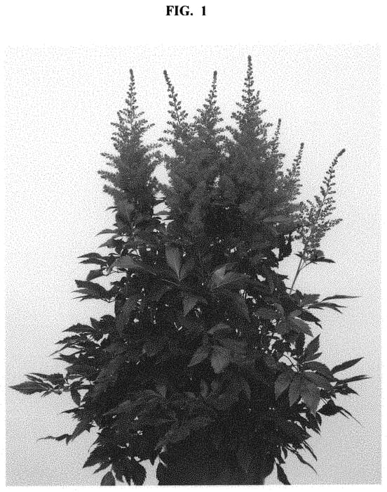 Figure 1 of US plant patent PP32916, the photograph of Sunny Day printed in the patent.