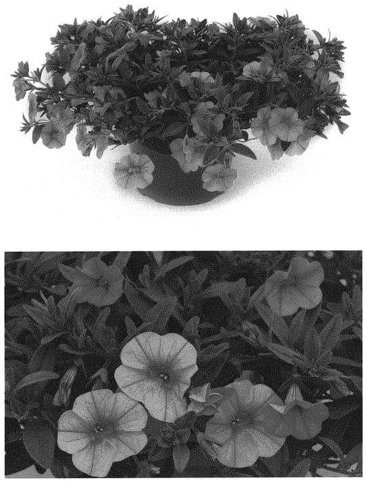 Figure 1 of US plant patent PP32917, the photograph of INCALDRSIM printed in the patent.