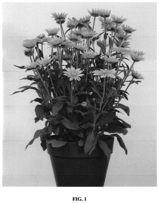 Figure 1 of US plant patent PP32918, the photograph of RUDLE169 printed in the patent.