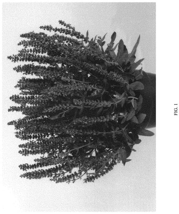 Figure 1 of US plant patent PP32919, the photograph of DSALAXBL printed in the patent.
