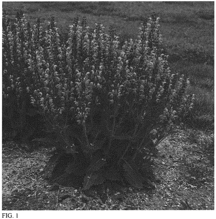 Figure 1 of US plant patent PP32920, the photograph of Back to the Fuchsia printed in the patent.