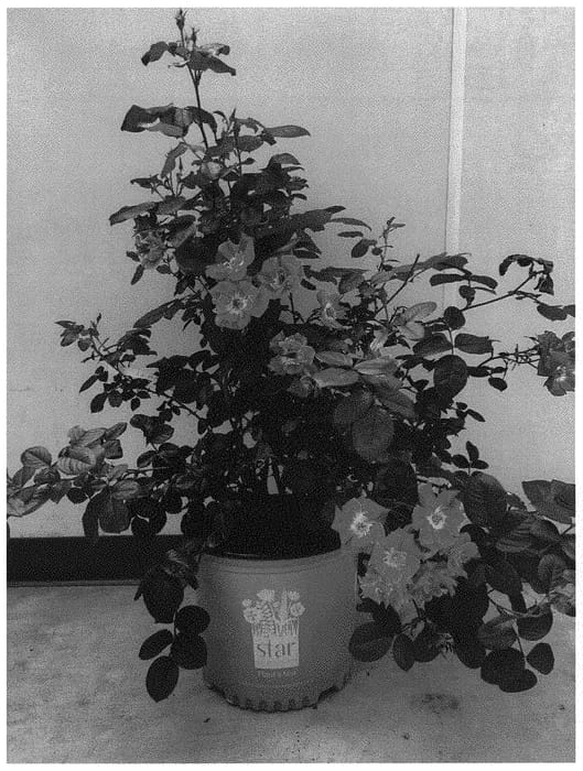 Figure 1 of US plant patent PP32921, the photograph of Sprofifth printed in the patent.