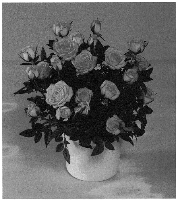Figure 1 of US plant patent PP32922, the photograph of KORpot093 printed in the patent.