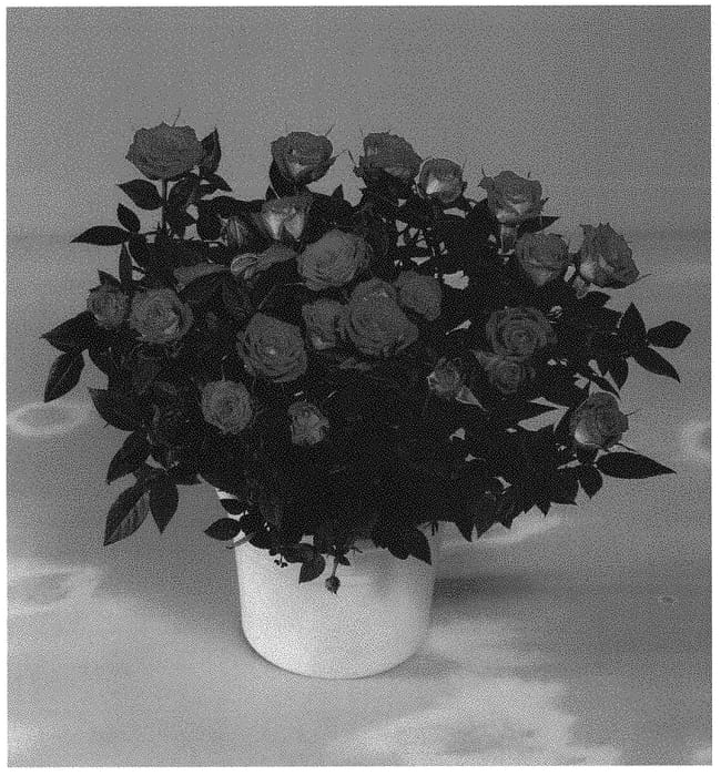 Figure 1 of US plant patent PP32923, the photograph of KORpot090 printed in the patent.