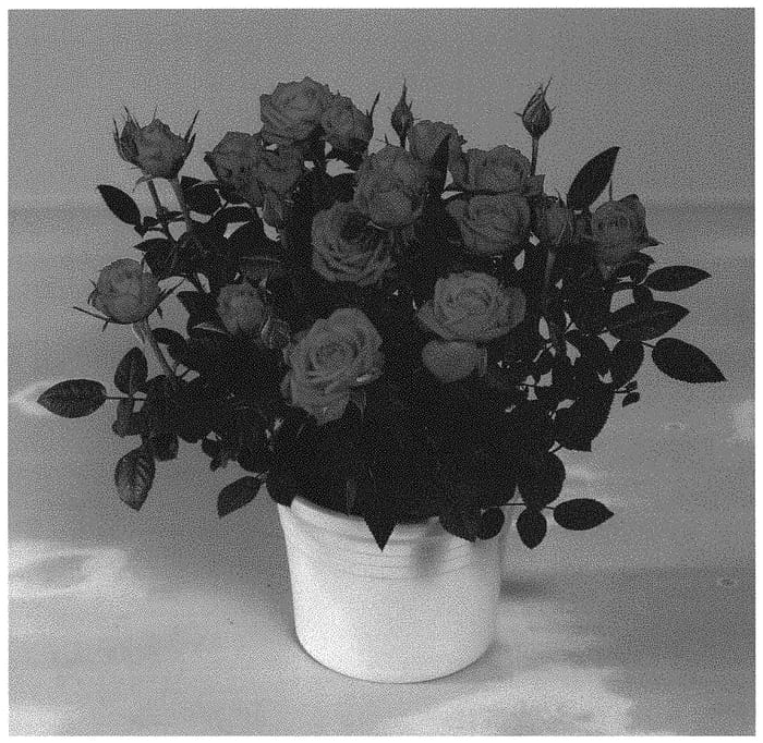 Figure 1 of US plant patent PP32924, the photograph of KORpot092 printed in the patent.