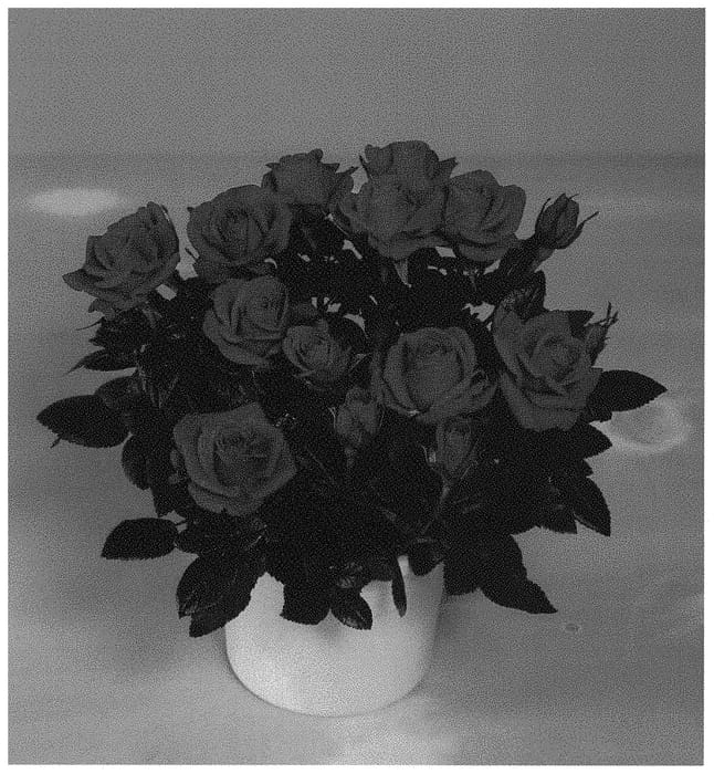 Figure 1 of US plant patent PP32925, the photograph of KORpot089 printed in the patent.