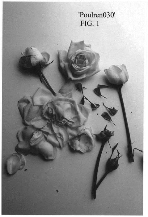 Figure 1 of US plant patent PP32926, the photograph of Poulren030 printed in the patent.