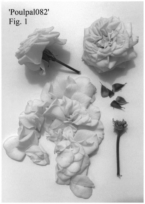 Figure 1 of US plant patent PP32927, the photograph of Poulpal082 printed in the patent.