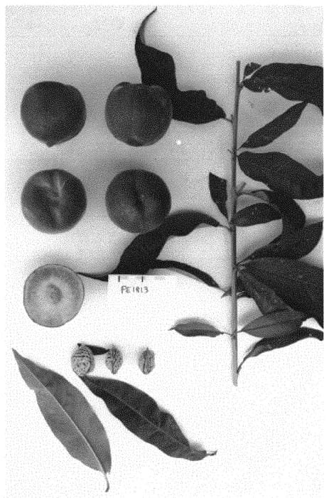 Figure 1 of US plant patent PP32928, the photograph of Supechtwentyfive printed in the patent.