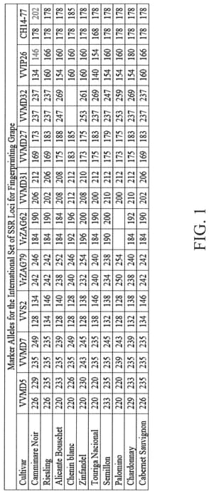 Figure 1 of US plant patent PP32929, the photograph of Camminare Noir printed in the patent.