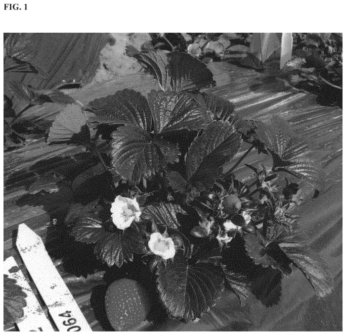 Figure 1 of US plant patent PP32930, the photograph of Caprice printed in the patent.