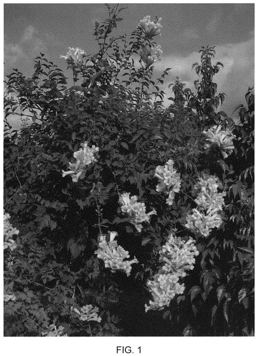 Figure 1 of US plant patent PP32931, the photograph of Mincamja3 printed in the patent.