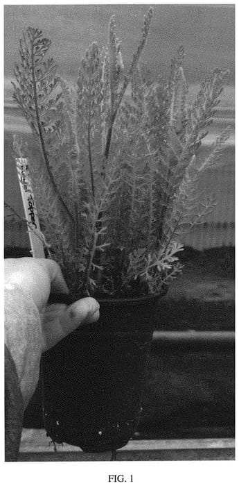Figure 1 of US plant patent PP32932, the photograph of Lemon Cherry Fizz printed in the patent.