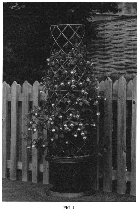 Figure 1 of US plant patent PP32933, the photograph of Skyrocket printed in the patent.