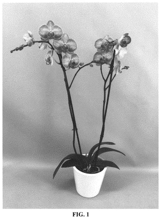 Figure 1 of US plant patent PP32934, the photograph of PHALHALXYP printed in the patent.